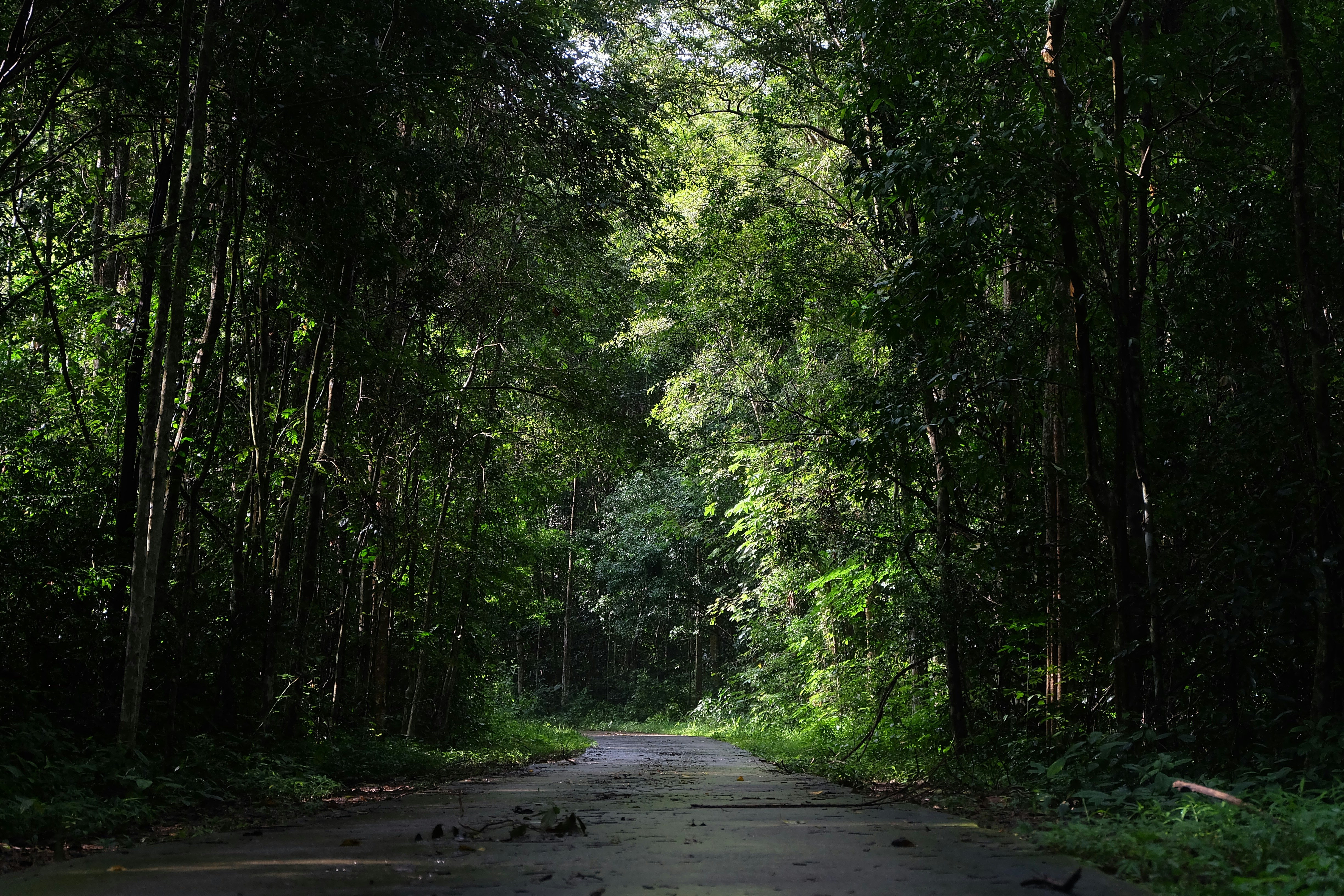 Forest path to facility
